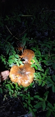 Tricholoma