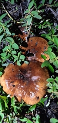 Tricholoma
