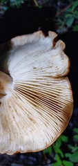 Tricholoma