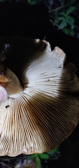 Tricholoma