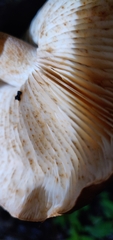 Tricholoma