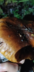 Tricholoma