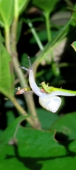 Satsuma phoenicis