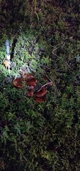 Tricholoma
