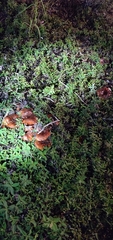 Tricholoma