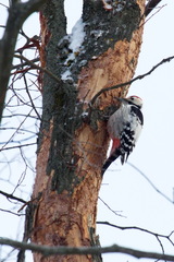 Dendrocopos leucotos