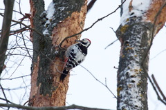 Dendrocopos leucotos