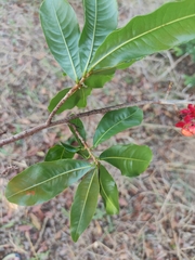 Ochna macrantha