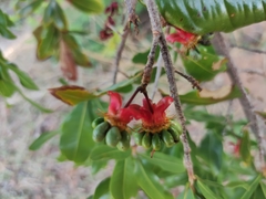 Ochna macrantha