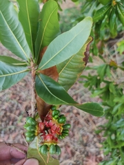 Ochna macrantha