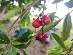 Ochna macrantha