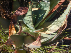 Aloe perfoliata