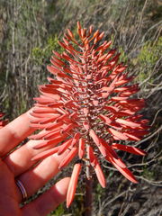 Aloe perfoliata