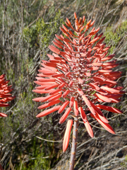 Aloe perfoliata