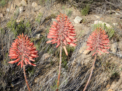 Aloe perfoliata