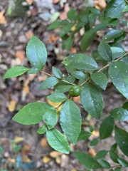 Rhamnus diffusa