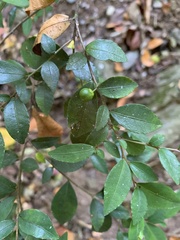 Rhamnus diffusa
