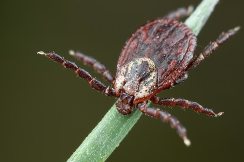 Ornate Cow Tick