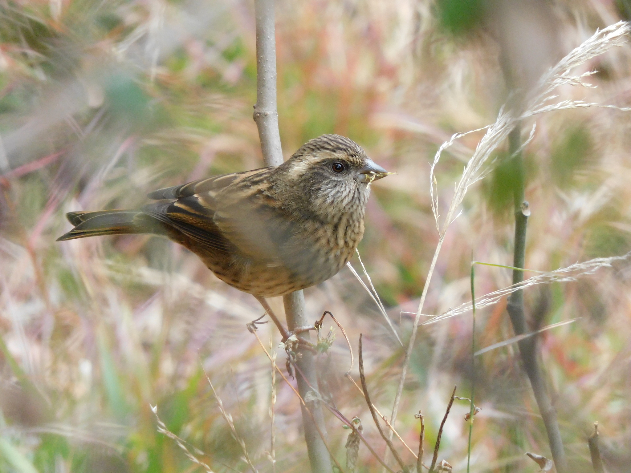 Pink-browed Rosefinch