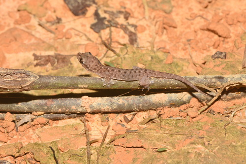 Gehyra mutilata