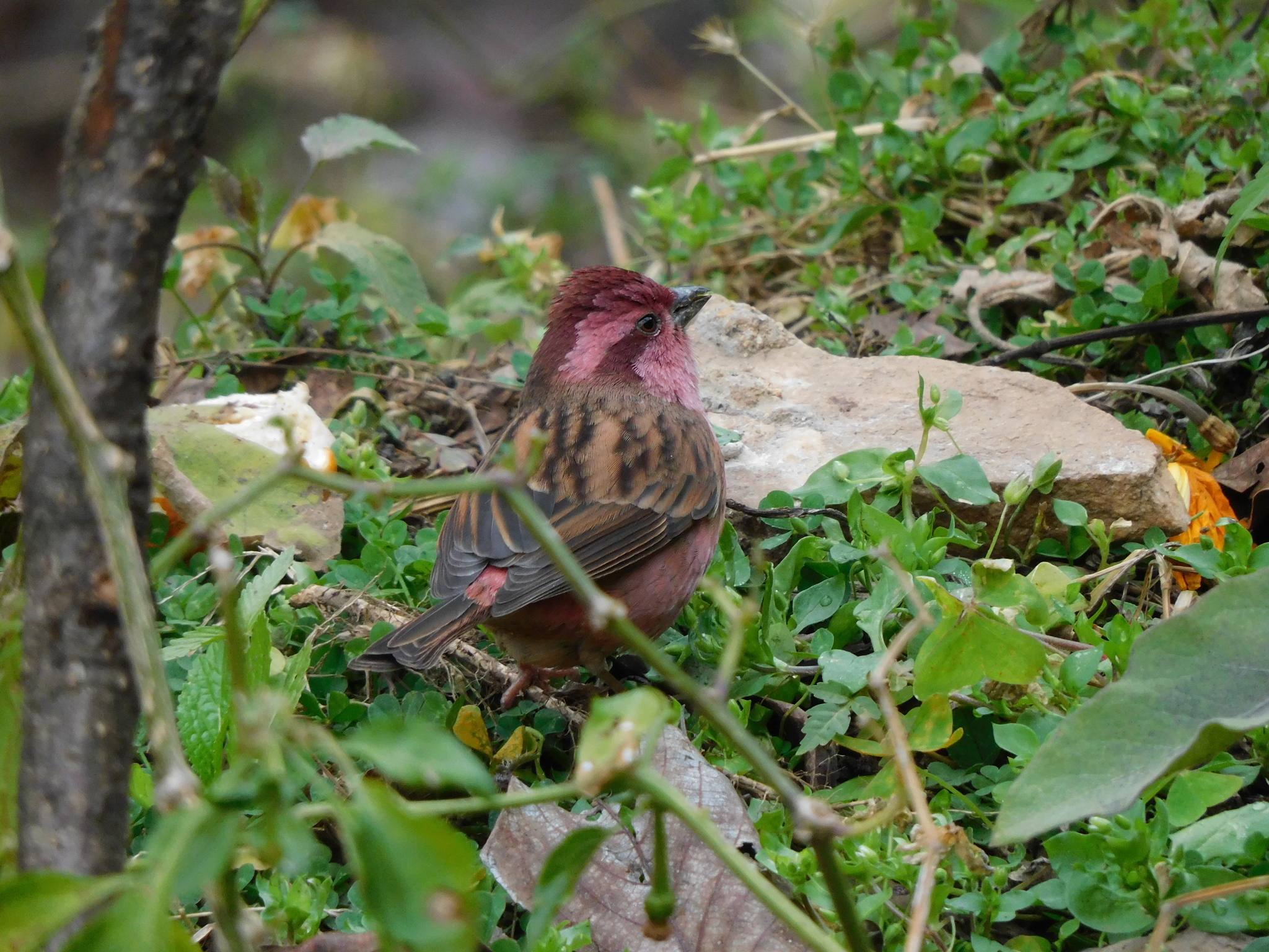 Pink-browed Rosefinch