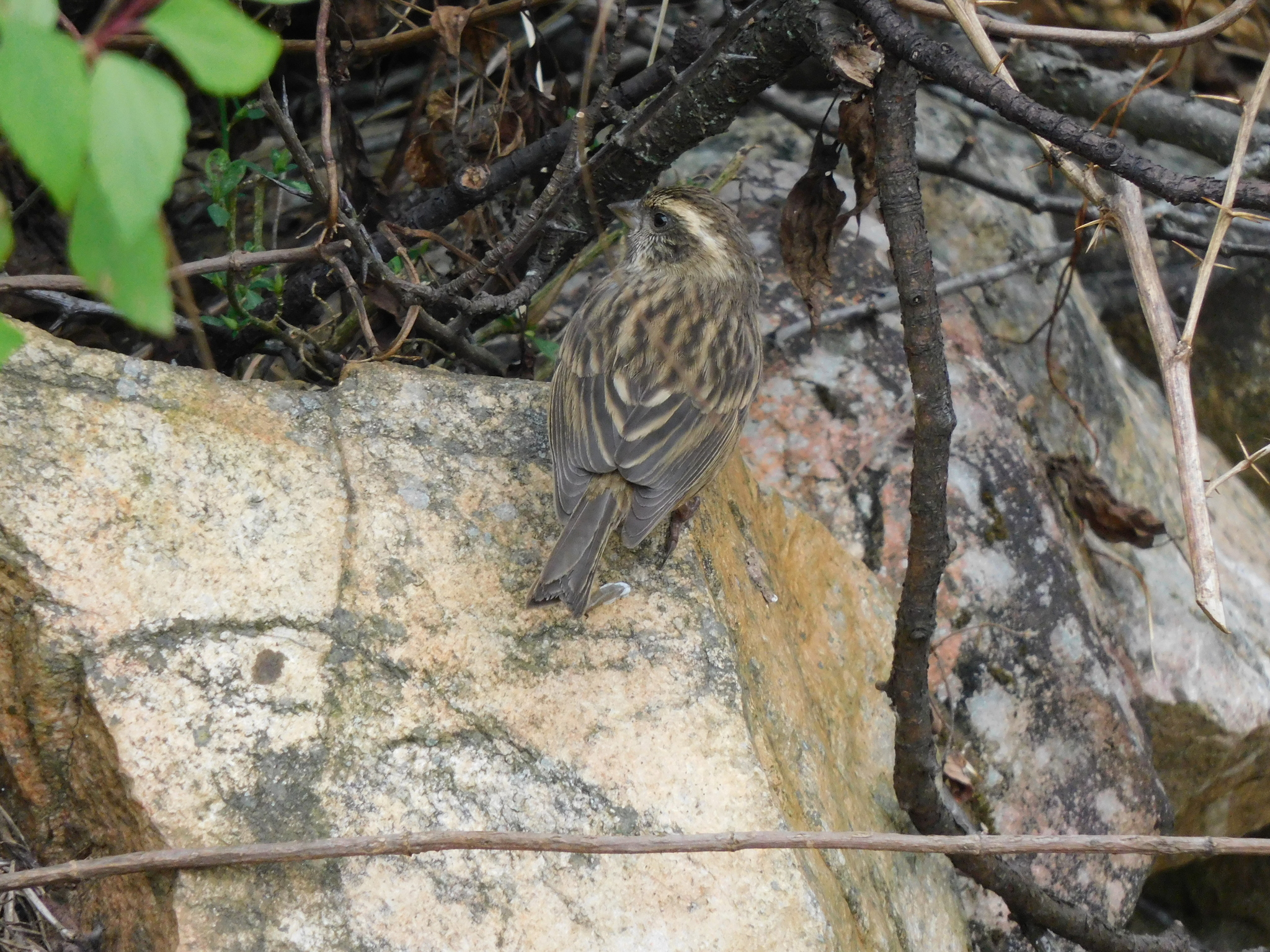 Pink-browed Rosefinch