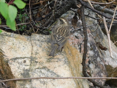 Carpodacus rodochroa