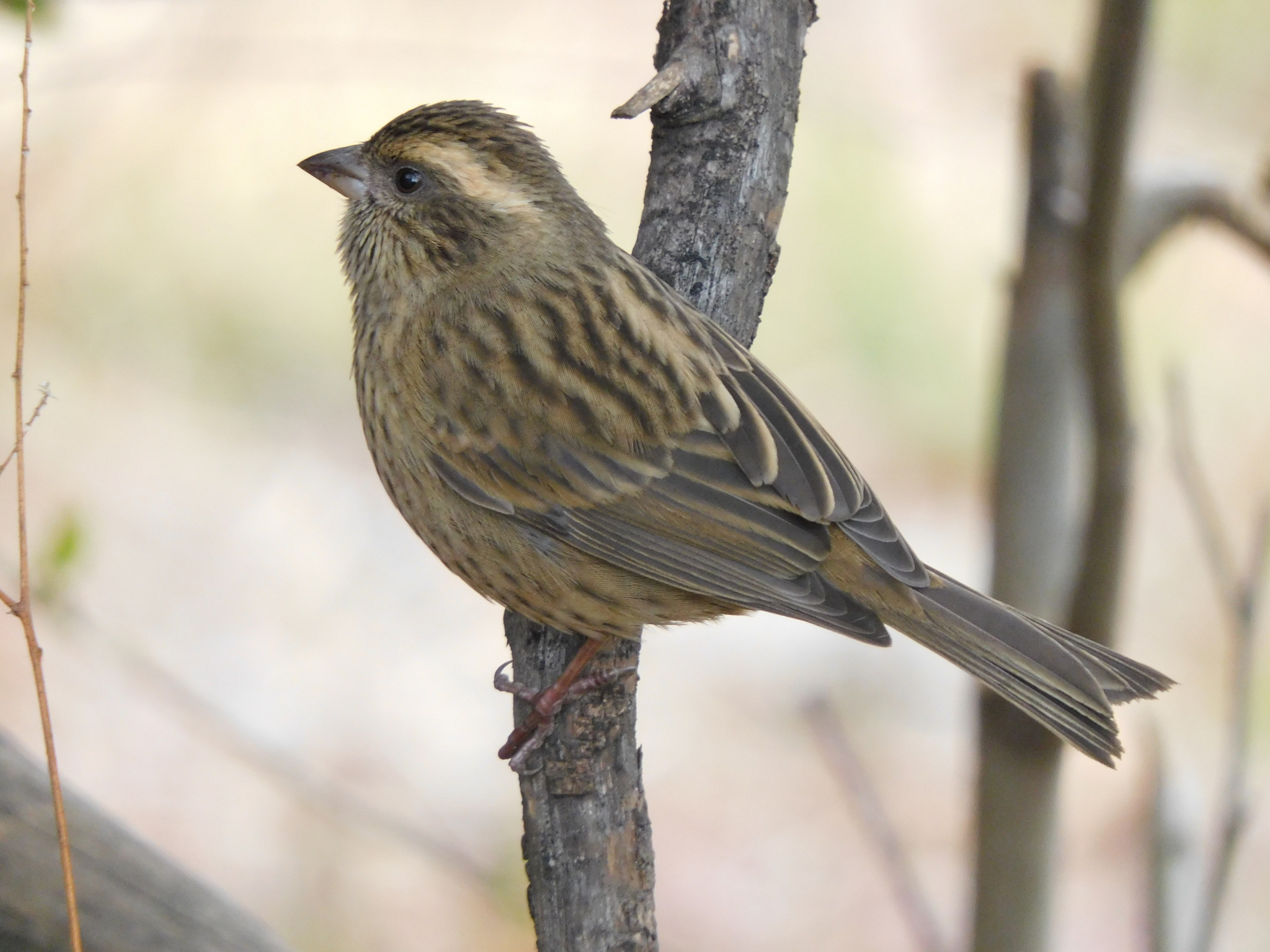 Pink-browed Rosefinch