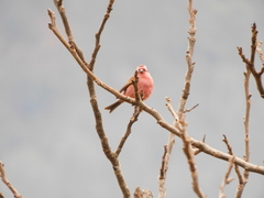 Carpodacus rodochroa