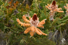 Banksia baxteri