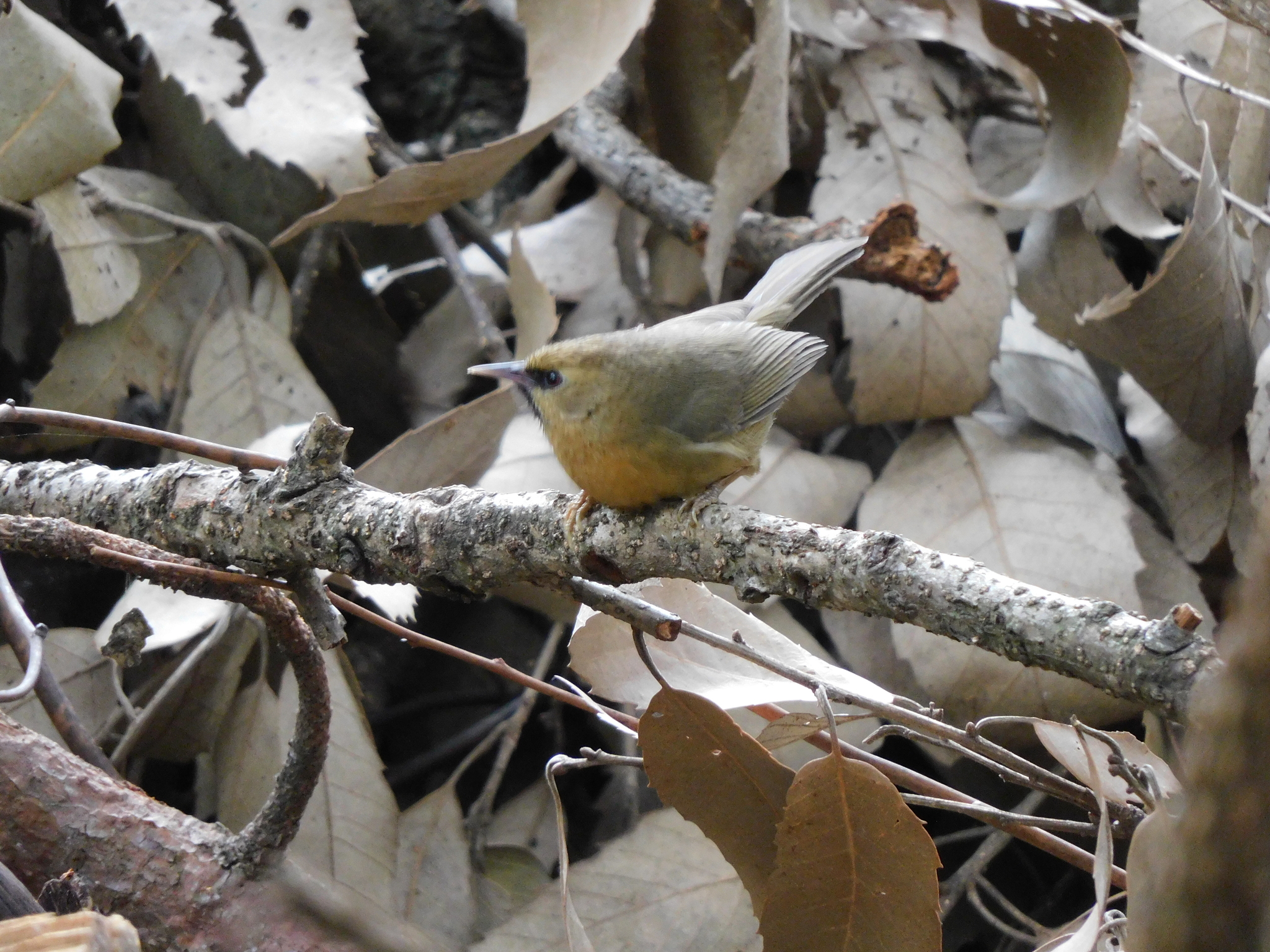 Black-chinned Babbler