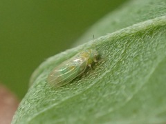 Amorphicola amorphae