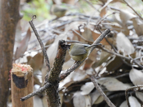 Black-chinned Babbler (Cyanoderma pyrrhops), photo 10