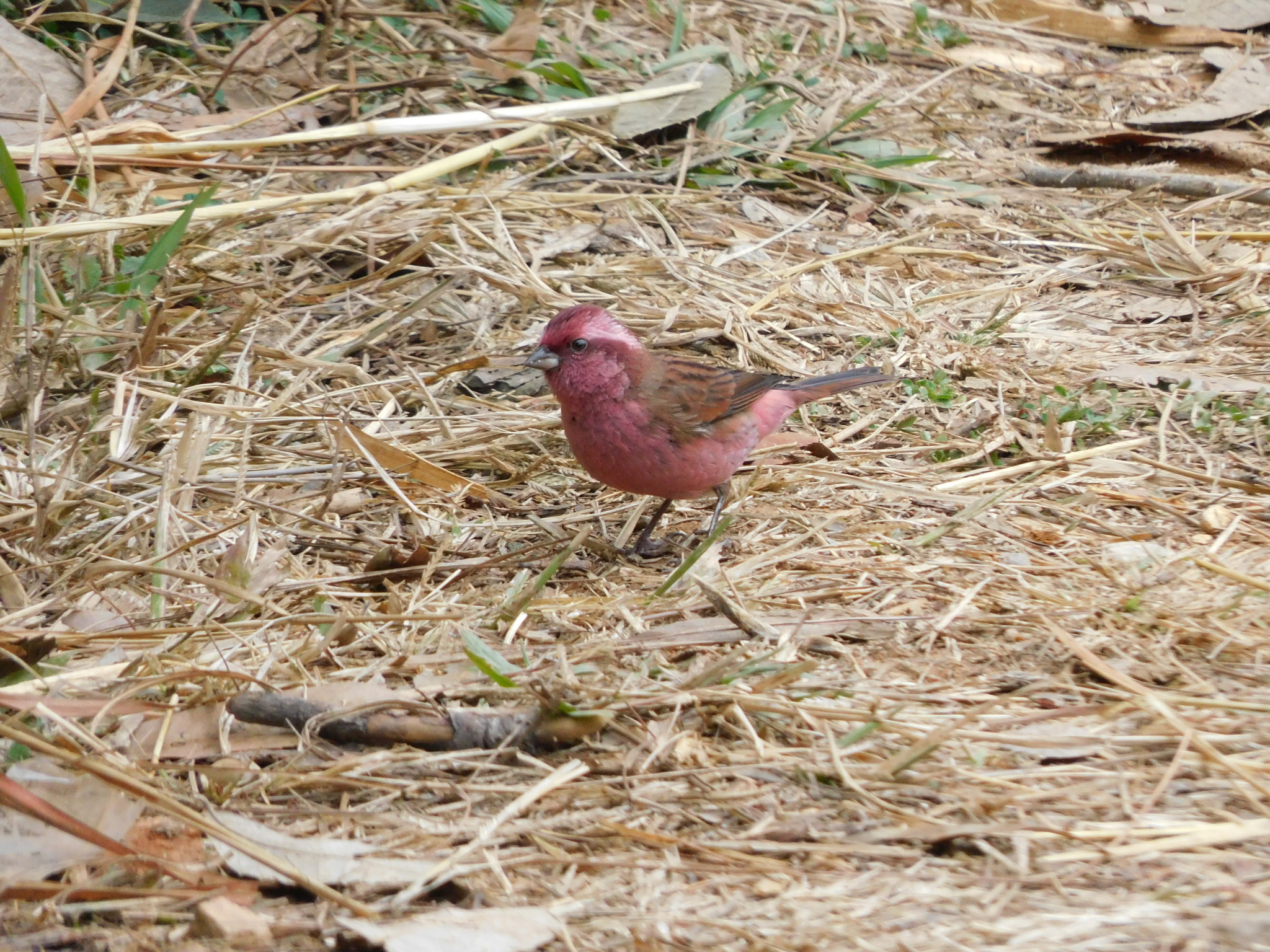 Pink-browed Rosefinch