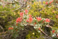 Adenanthos cuneatus