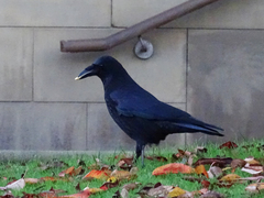 Corvus corone