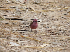 Carpodacus rodochroa