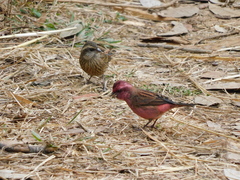 Carpodacus rodochroa