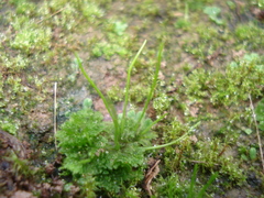 Anthoceros punctatus