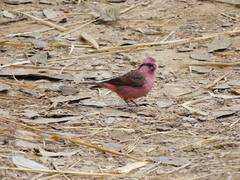 Carpodacus rodochroa