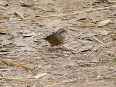 Carpodacus rodochroa