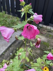 Malva trimestris