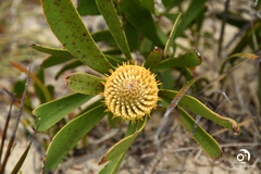 Isopogoninae
