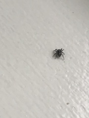 Pseudeuophrys lanigera