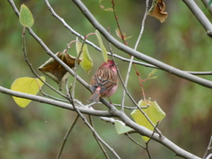 Carpodacus rodochroa