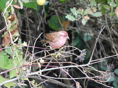 Carpodacus rodochroa