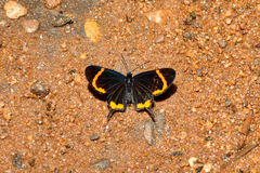 Barbicornis basilis mona