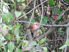 Carpodacus rodochroa