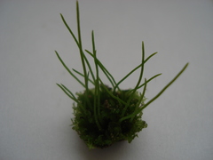 Anthoceros punctatus