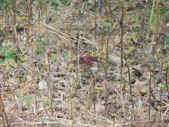 Carpodacus rodochroa
